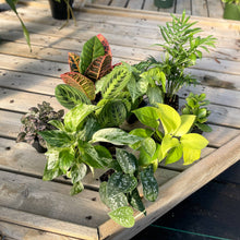 Load image into Gallery viewer, Grower's Choice Premium Houseplant Assortment - 3" Plants