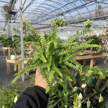 Load image into Gallery viewer, Fern Houseplant Assortment - 4&quot; Live Plants
