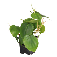 Load image into Gallery viewer, Heartleaf Philodendron - Live Plant: 3&quot; Pot
