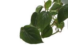 Load image into Gallery viewer, Heartleaf Philodendron - Live Plant: 3&quot; Pot
