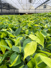 Load image into Gallery viewer, Brazil Philodendron - Live Plant: 3&quot; Pot

