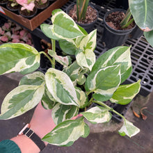 Load image into Gallery viewer, Pearls and Jade Pothos - Live Plant: 3&quot; Pot
