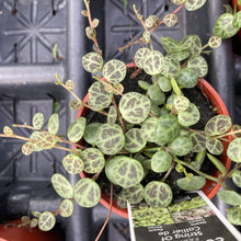 Load image into Gallery viewer, String of Turtles - 2&quot; Live Plant
