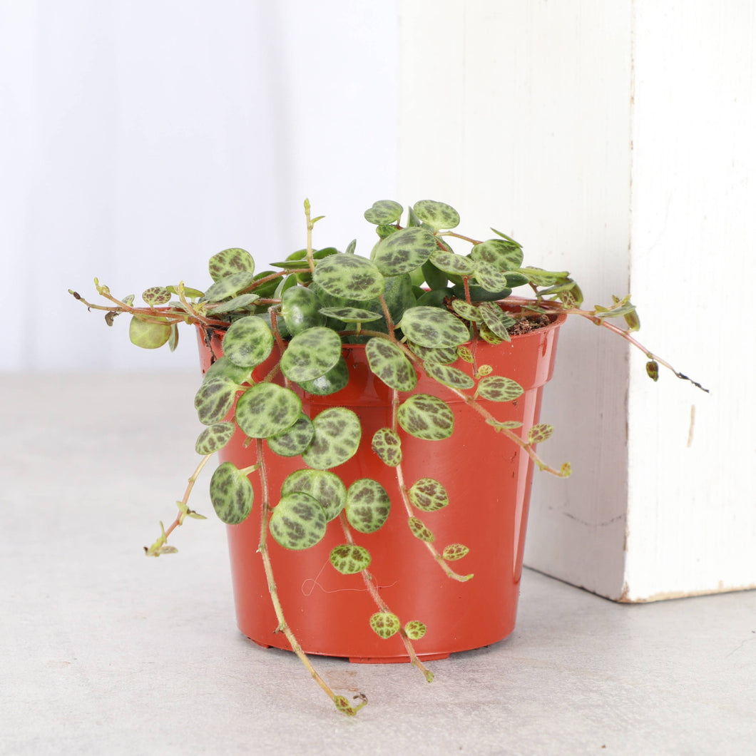 String of Turtles - 2