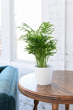 Load image into Gallery viewer, Neanthe Bella Palm, Parlor Palm - Live Plant: 3&quot; Pot
