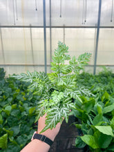Load image into Gallery viewer, Fern Houseplant Assortment - 4&quot; Live Plants
