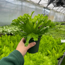 Load image into Gallery viewer, Fern Houseplant Assortment - 4&quot; Live Plants
