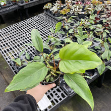 Load image into Gallery viewer, Philodendron Mayoi - 4&quot; Live Plant

