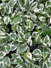 Load image into Gallery viewer, Pearls and Jade Pothos - Live Plant: 3&quot; Pot
