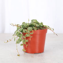 Load image into Gallery viewer, String of Turtles - 2&quot; Live Plant
