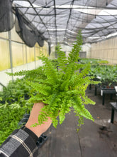 Load image into Gallery viewer, Fern Houseplant Assortment - 4&quot; Live Plants
