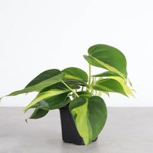 Load image into Gallery viewer, Brazil Philodendron - Live Plant: 3&quot; Pot
