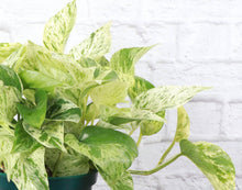 Load image into Gallery viewer, Marble Queen Pothos Plant - Live Plant: 3&quot; Pot
