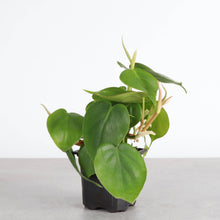 Load image into Gallery viewer, Heartleaf Philodendron - Live Plant: 3&quot; Pot
