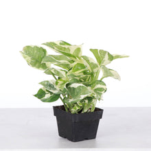 Load image into Gallery viewer, Pearls and Jade Pothos - Live Plant: 3&quot; Pot
