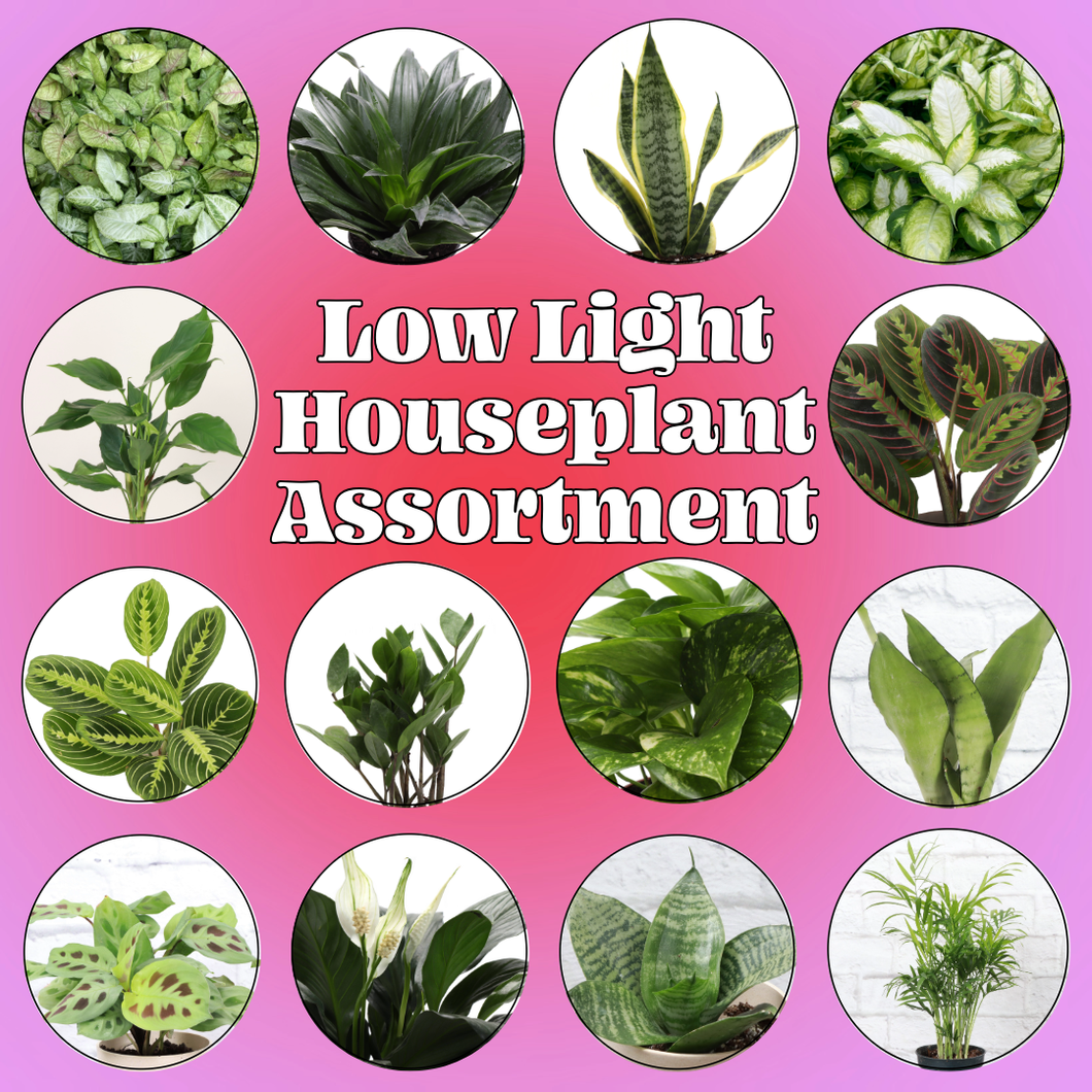 Low Light Houseplant Assortment - 4