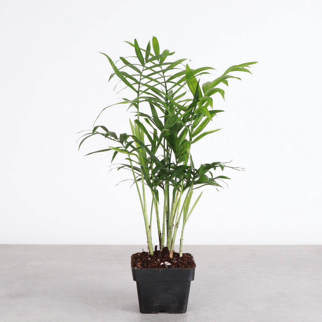 Neanthe Bella Palm, Parlor Palm - Live Plant: 3