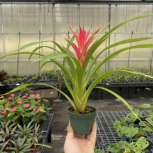 Load image into Gallery viewer, Bromeliad Guzmania- 4&quot; Live Plant - Assorted
