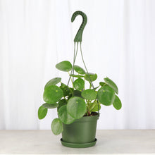 Load image into Gallery viewer, Pilea Peperomioides Hanging Pot - 6&quot; Live Plant
