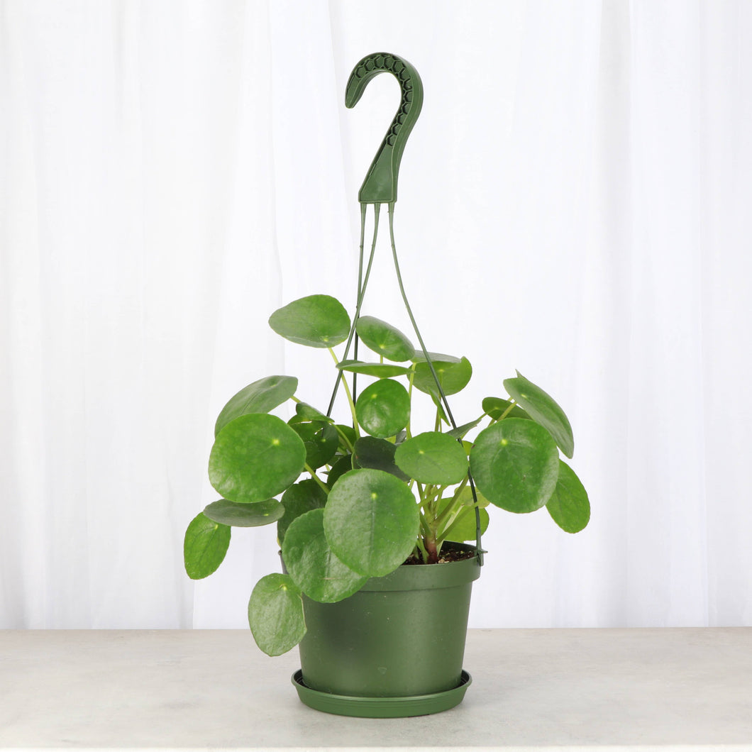 Pilea Peperomioides Hanging Pot - 6