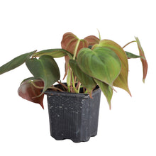 Load image into Gallery viewer, Philodendron Micans - Live Plant: 4&quot; Pot
