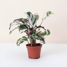 Load image into Gallery viewer, Calathea &#39;Stella&#39; - 4&quot; Live Plant
