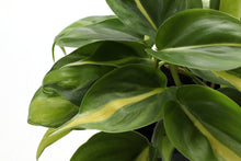 Load image into Gallery viewer, Brazil Philodendron - Live Plant: 3&quot; Pot
