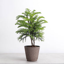 Load image into Gallery viewer, 4&quot; Decorative Ruffled Pot for Plants: Sage
