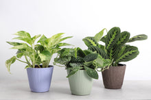 Load image into Gallery viewer, 4&quot; Decorative Ruffled Pot for Plants: Sage
