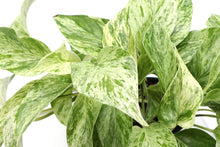 Load image into Gallery viewer, Marble Queen Pothos Plant - Live Plant: 3&quot; Pot
