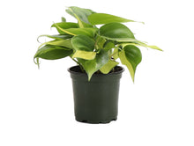 Load image into Gallery viewer, Brazil Philodendron - Live Plant: 3&quot; Pot
