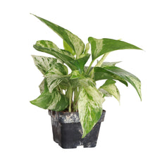 Load image into Gallery viewer, Marble Queen Pothos Plant - Live Plant: 3&quot; Pot
