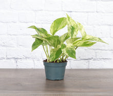 Load image into Gallery viewer, Marble Queen Pothos Plant - Live Plant: 3&quot; Pot
