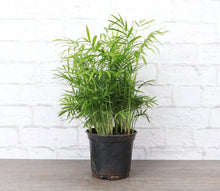 Load image into Gallery viewer, Neanthe Bella Palm, Parlor Palm - Live Plant: 3&quot; Pot
