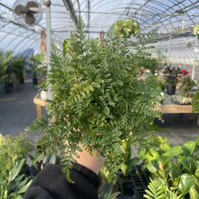 Load image into Gallery viewer, Fern Houseplant Assortment - 4&quot; Live Plants
