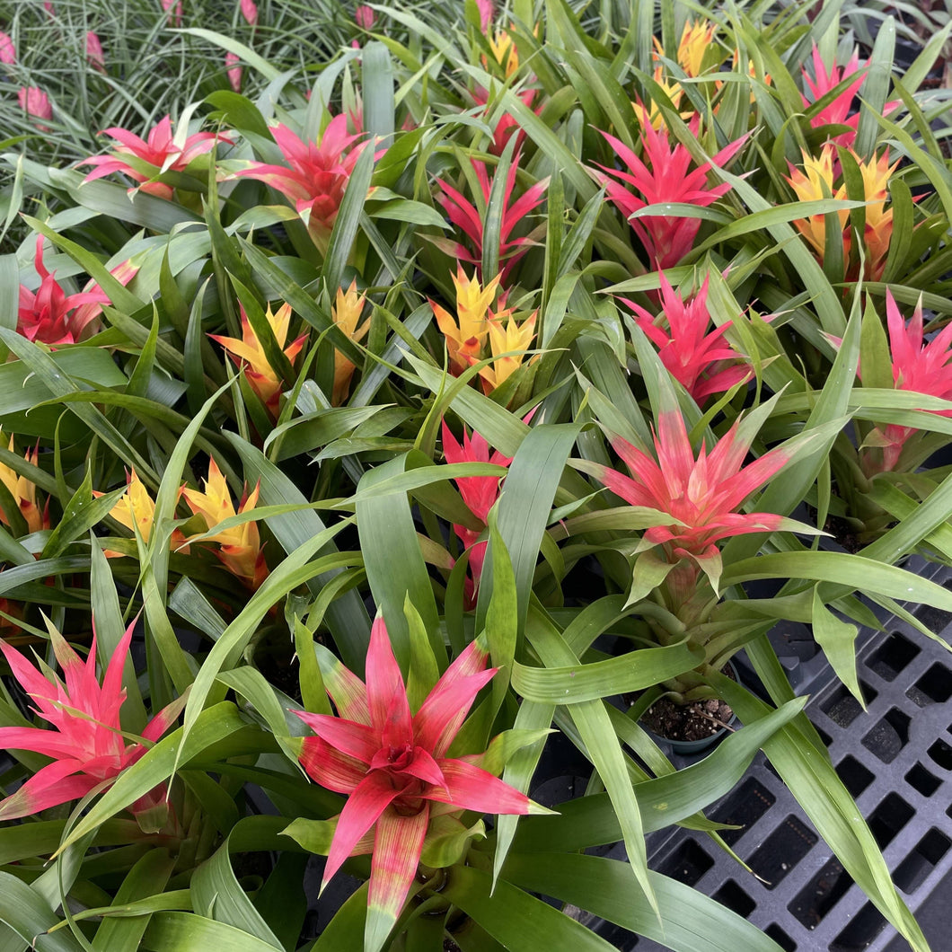 Bromeliad Guzmania- 4