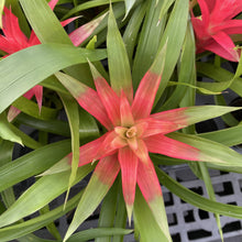 Load image into Gallery viewer, Bromeliad Guzmania- 4&quot; Live Plant - Assorted

