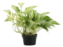 Load image into Gallery viewer, Marble Queen Pothos Plant - Live Plant: 3&quot; Pot
