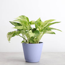 Load image into Gallery viewer, 4&quot; Decorative Ruffled Pot for Plants: Sage
