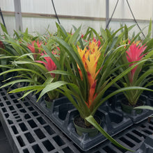 Load image into Gallery viewer, Bromeliad Guzmania- 4&quot; Live Plant - Assorted
