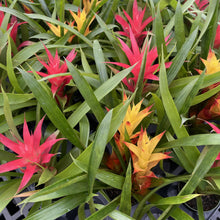 Load image into Gallery viewer, Bromeliad Guzmania- 4&quot; Live Plant - Assorted
