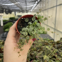 Load image into Gallery viewer, String of Turtles - 2&quot; Live Plant
