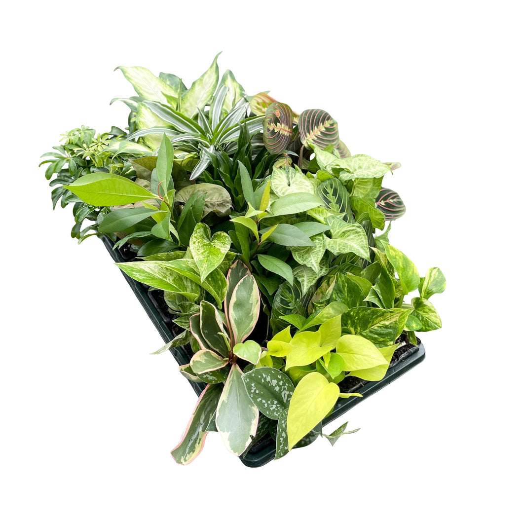 Grower's Choice Premium Houseplant Assortment - 3