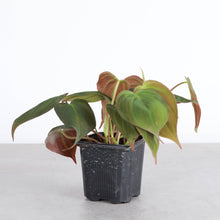 Load image into Gallery viewer, Philodendron Micans - Live Plant: 4&quot; Pot
