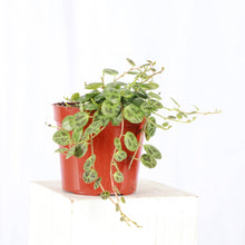 Load image into Gallery viewer, String of Turtles - 2&quot; Live Plant
