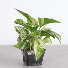 Load image into Gallery viewer, Marble Queen Pothos Plant - Live Plant: 3&quot; Pot
