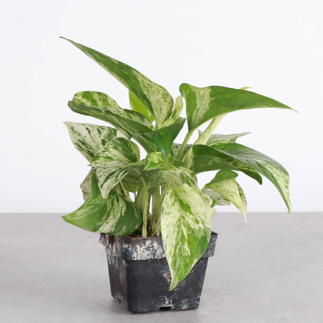 Marble Queen Pothos Plant - Live Plant: 3