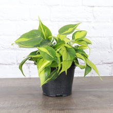 Load image into Gallery viewer, Brazil Philodendron - Live Plant: 3&quot; Pot
