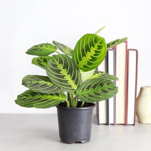 Load image into Gallery viewer, Lemon Lime Prayer Plant - Live Plant: 3&quot; Pot
