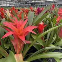 Load image into Gallery viewer, Bromeliad Guzmania- 4&quot; Live Plant - Assorted
